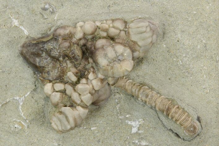 Crinoid (Agaricocrinus) & Gastropod (Platyceras) - Crawfordsville #122950